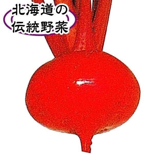 種 野菜たね カブ 大野紅かぶ 1袋（10ml）