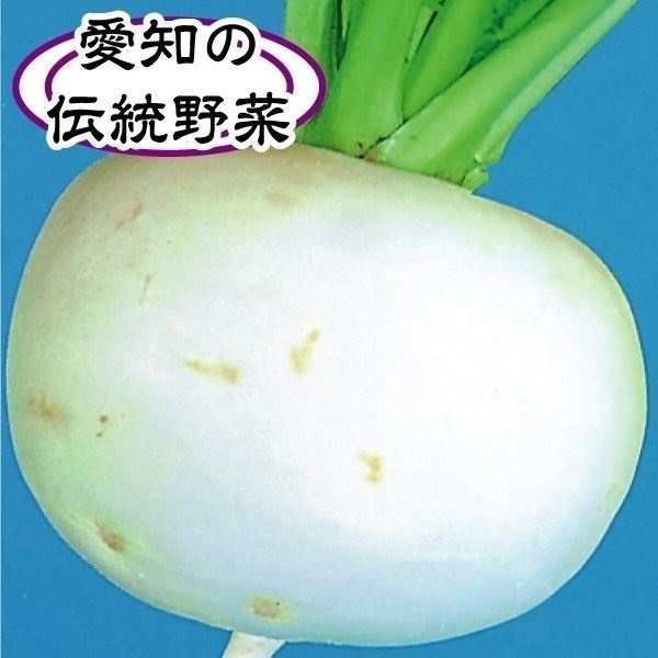 種 野菜たね カブ 尾張大丸かぶ 1袋（10ml）