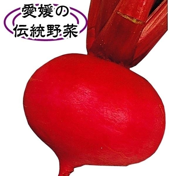 種 野菜たね カブ 伊予緋かぶ 1袋（5ml）