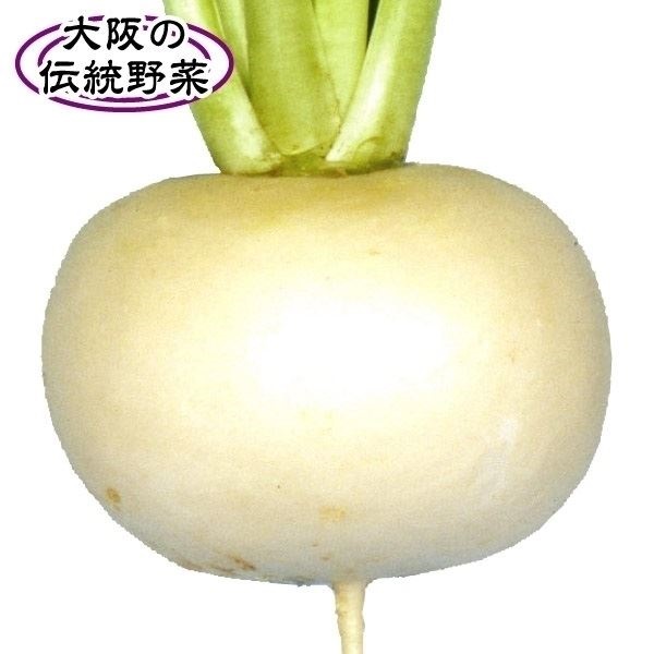 種 野菜たね カブ 天王寺蕪 1袋（10ml）