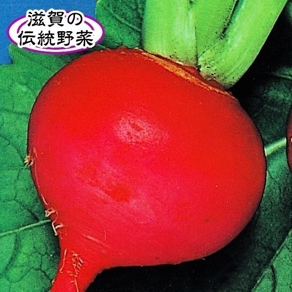 種 野菜たね カブ 万木かぶ 1袋（10ml）