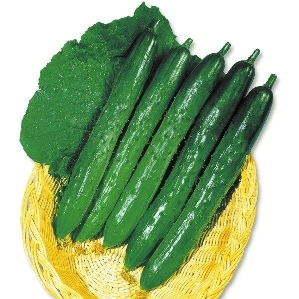 種 野菜たね 露地抑制栽培 キュウリ F1夏秋いちばんキュウリ 1袋（1ml）