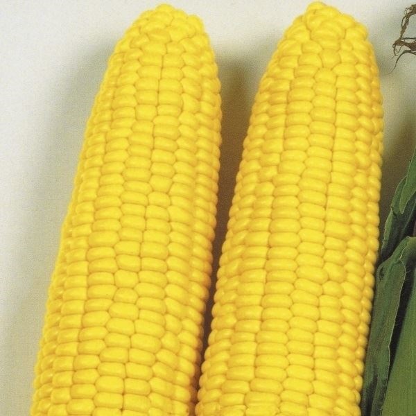 種 野菜たね 露地抑制栽培 トウモロコシ 抑制とうもろこしF1キング 1袋（20ml）