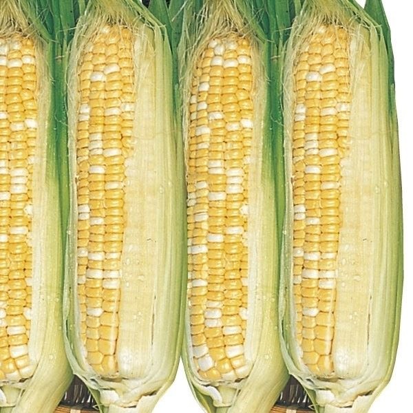 種 野菜たね 露地抑制栽培 トウモロコシ 抑制とうもろこしF1バイカラー 1袋（20ml）