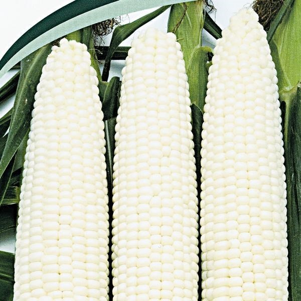 種 野菜たね 露地抑制栽培 トウモロコシ F1改良シルバートップ 1袋（15ml）