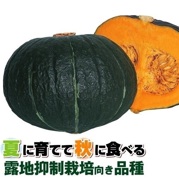 種 野菜たね 露地抑制栽培 カボチャ F1かぼちゃ大福 1袋（5ml）