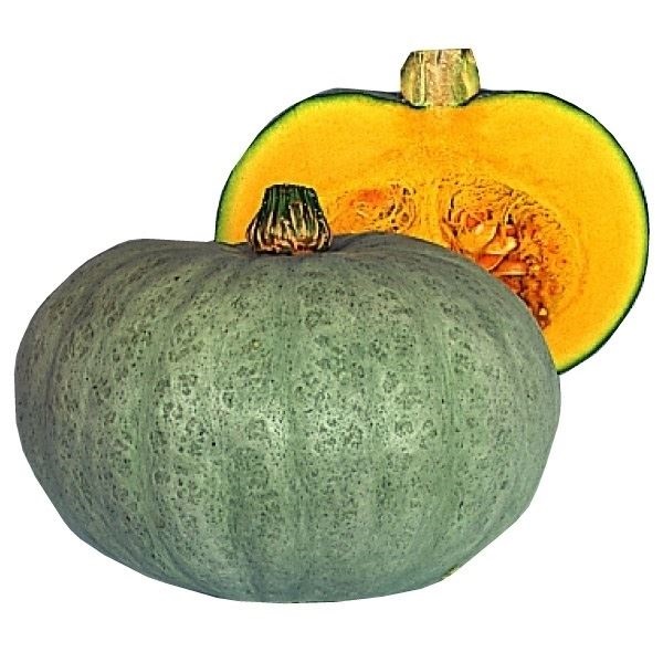 種 野菜たね 露地抑制栽培 カボチャ F1白キントン 1袋（5ml）