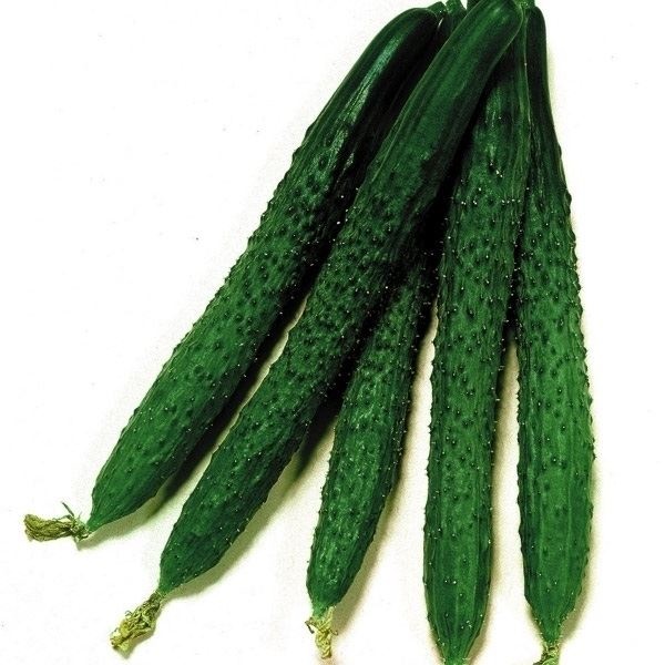 種 野菜たね 露地抑制栽培 キュウリ F1よくなりスーヨー 1袋（1ml）