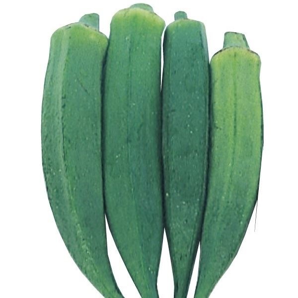 種 野菜たね 露地抑制栽培 オクラ 1袋（10ml）