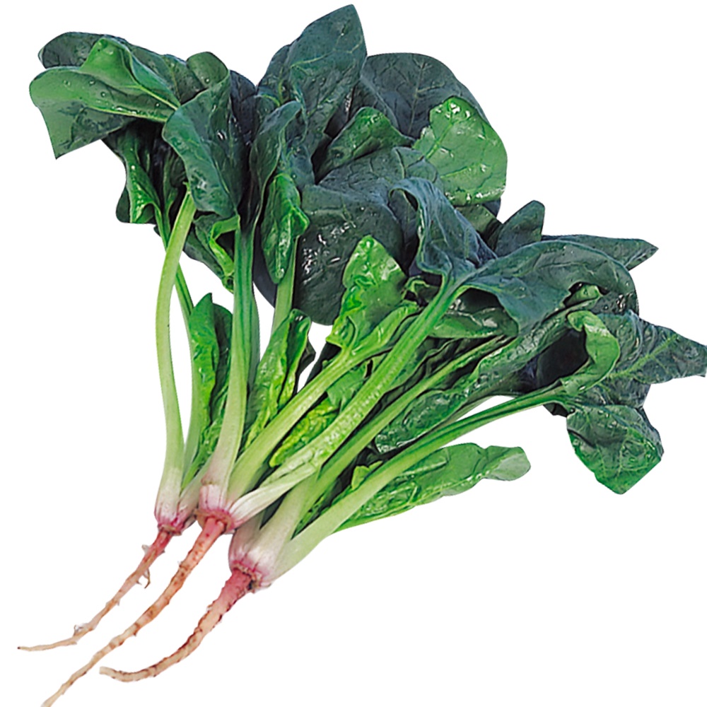 種 野菜たね ホウレン草 豊葉ほうれん草 1袋（40ml）