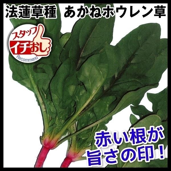 種 野菜たね ホウレン草 あかねホウレン草 1袋（40ml）