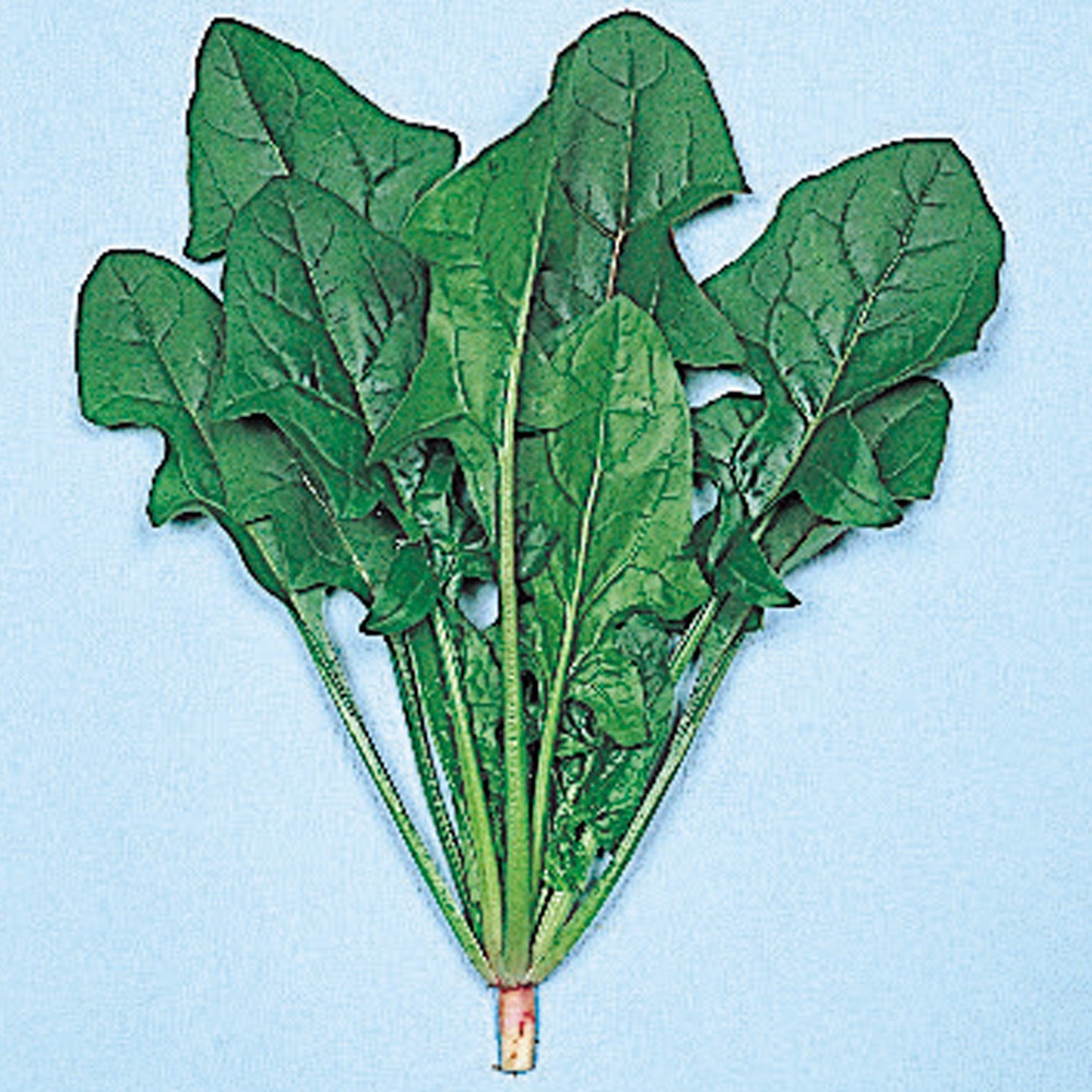 種 野菜たね ホウレン草 日本大葉ほうれん草 1袋（30ml）
