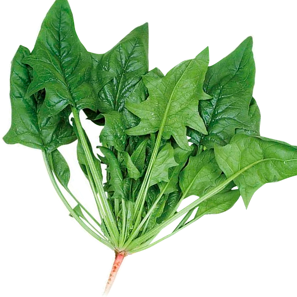 種 野菜たね ホウレン草 次郎丸ほうれん草 1袋（30ml）