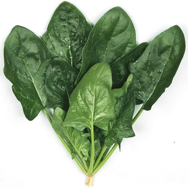 種 野菜たね ホウレン草 F1大葉強健ほうれん草 1袋（20ml）