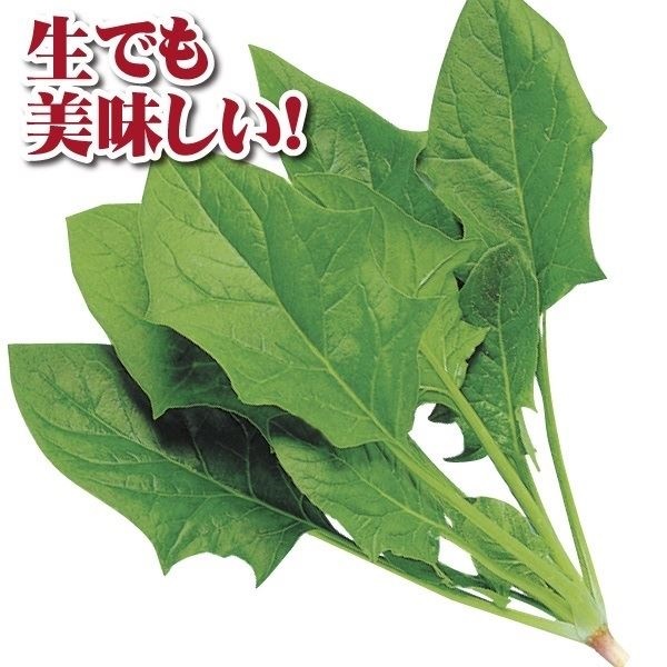 種 野菜たね ホウレン草 F1サラダほうれん草EX 1袋（20ml）