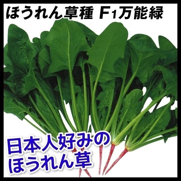 種 野菜たね ホウレン草 F1万能緑 1袋（30ml）