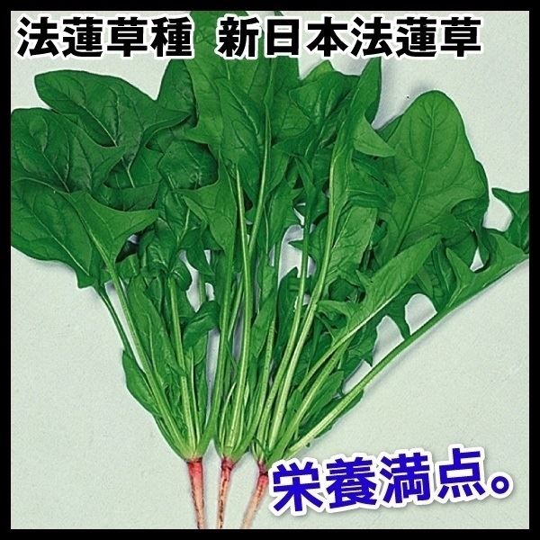 種 野菜たね ホウレン草 新日本ほうれん草 1袋（20ml）