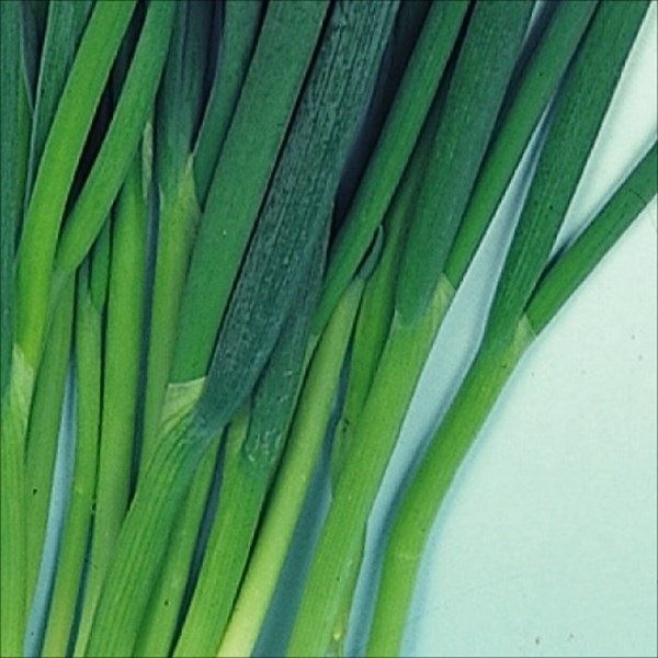種 野菜たね ネギ 九条太葱 1袋（8ml）