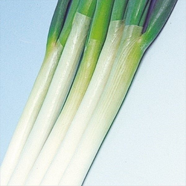 種 野菜たね ネギ 石倉根深太葱 1袋（8ml）