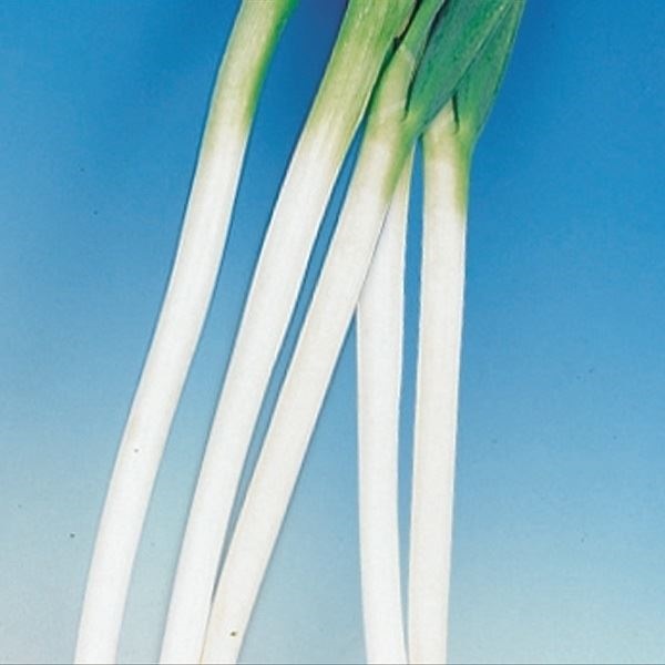 種 野菜たね ネギ 松本一本太葱 1袋（3ml）