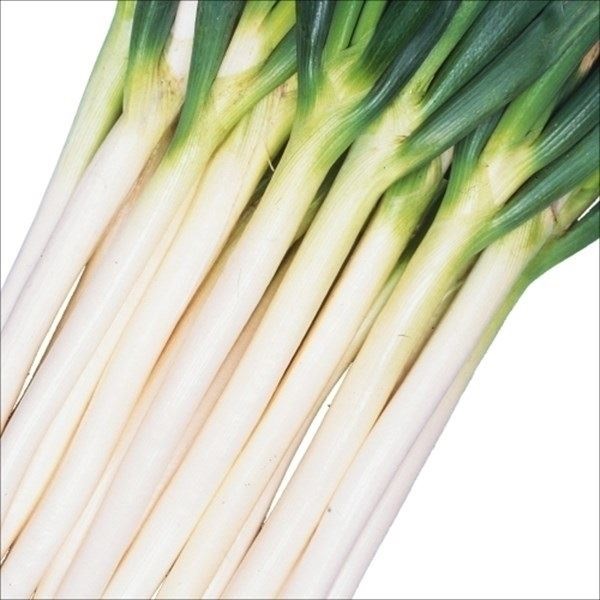 種 野菜たね ネギ 早太り一本 1袋（5ml）
