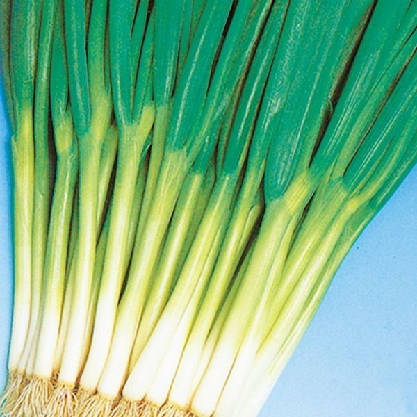 種 野菜たね ネギ 改良九条葱 1袋（8ml）
