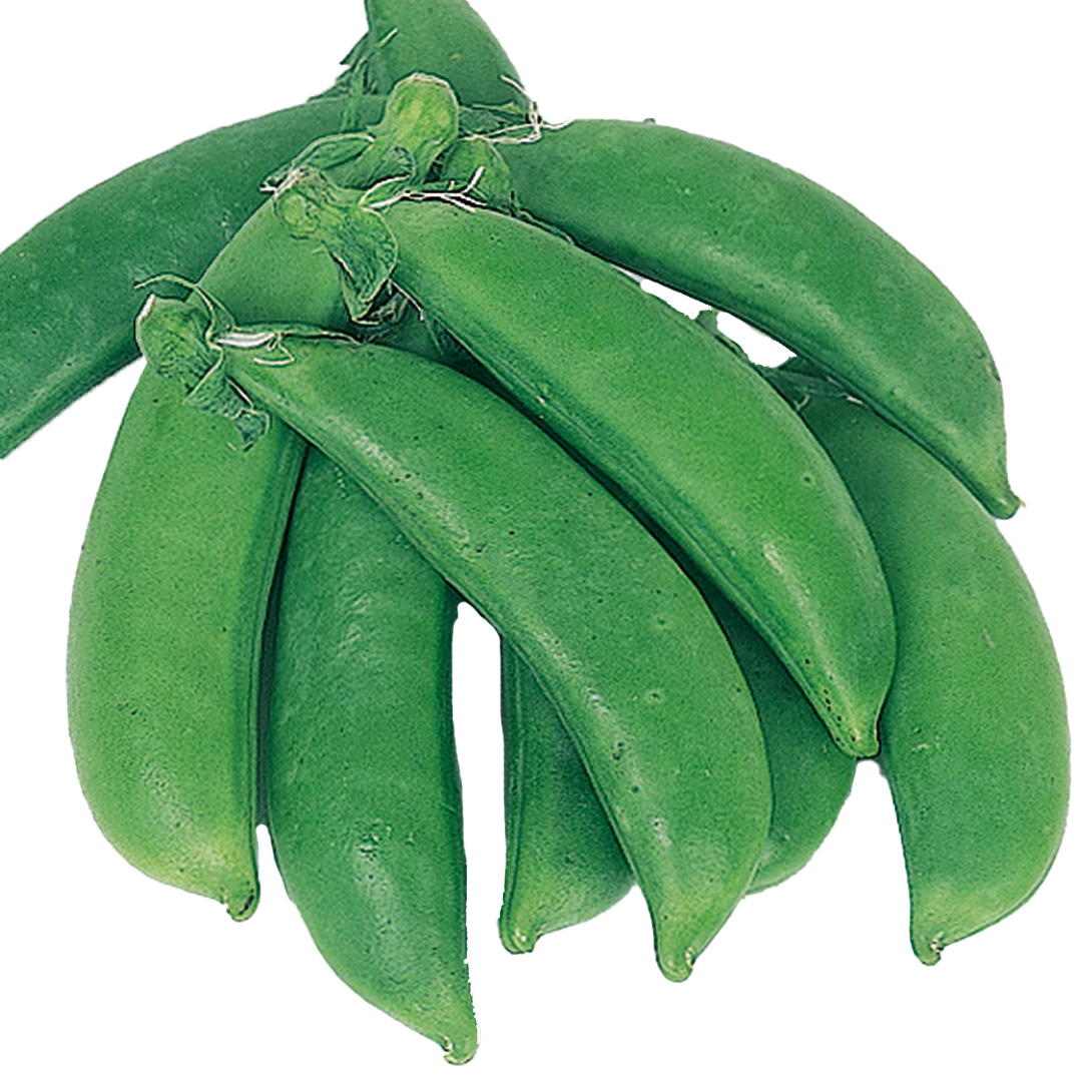種 野菜たね マメ エンドウ 晩生スナップ豌豆 1袋（25ml）