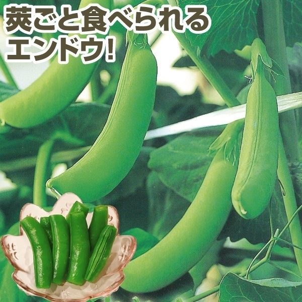 種 野菜たね マメ エンドウ ビューティーハニー 1袋（20ml）