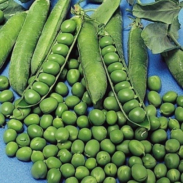 種 野菜たね マメ 実エンドウ 久留米豊 1袋（25ml）
