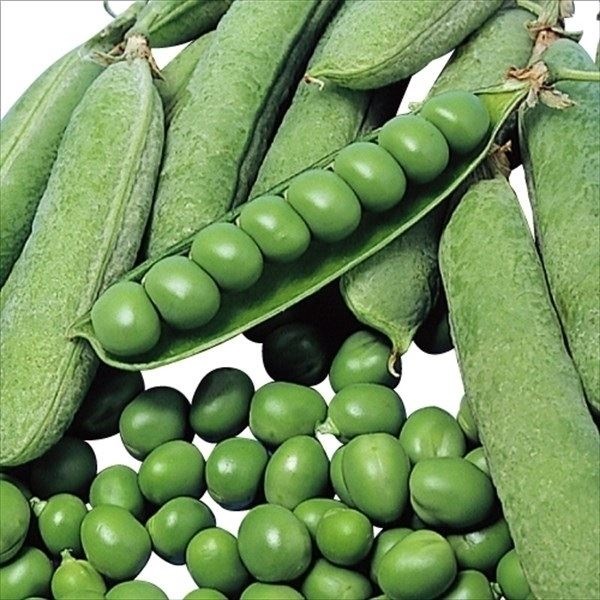 種 野菜たね マメ 実エンドウ 南海緑 1袋（25ml）