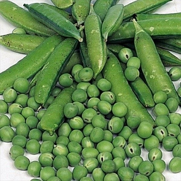 種 野菜たね マメ 実エンドウ グリーンピース 1袋（20ml）