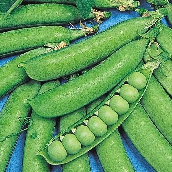 種 野菜たね マメ 実エンドウ 白竜豌豆 1袋（20ml）