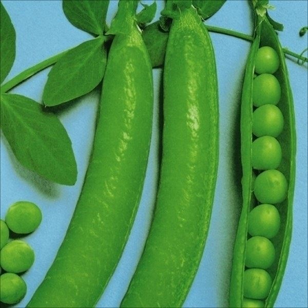 種 野菜たね マメ 実エンドウ 緑ウスイ 1袋（25ml）