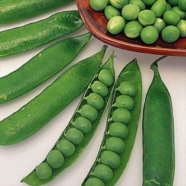 種 野菜たね マメ 実エンドウ 目黒ウスイ豌豆 1袋（25ml）