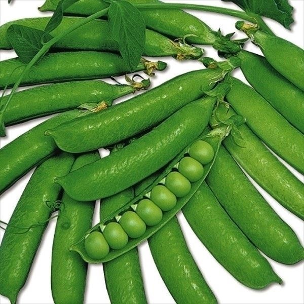 種 野菜たね マメ 実エンドウ 極早生つるなし実取豌豆 1袋（20ml）