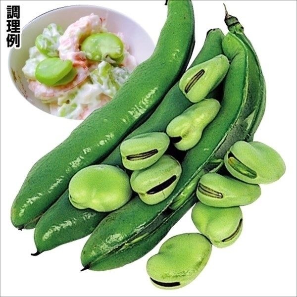 種 野菜たね マメ ソラマメ 一寸そら豆 1袋（25ml）