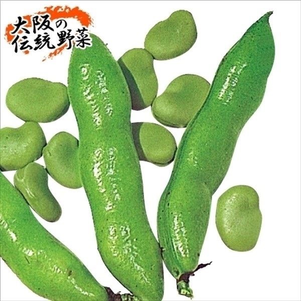種 野菜たね マメ ソラマメ 河内一寸そら豆 1袋（25ml）