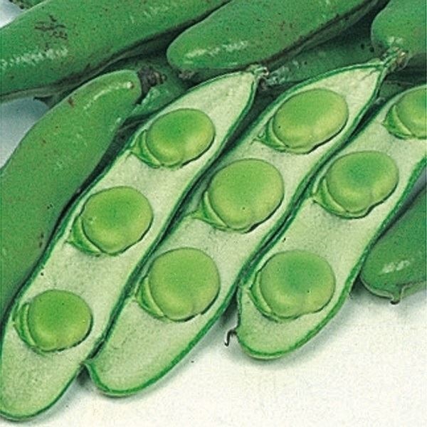 種 野菜たね マメ ソラマメ お多福そら豆 1袋（25ml）
