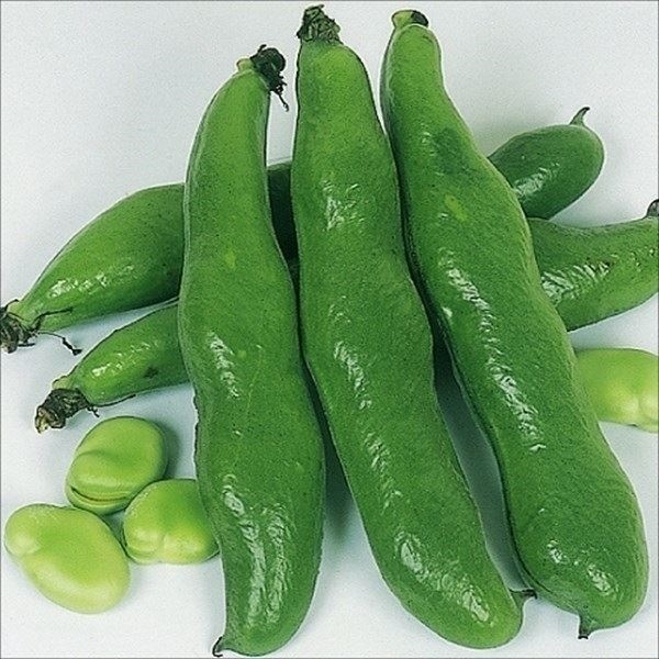 種 野菜たね マメ ソラマメ 早生そら豆 1袋（25ml）