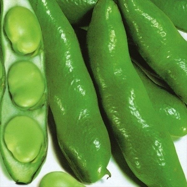 種 野菜たね マメ ソラマメ 船岡一寸 1袋（20ml）