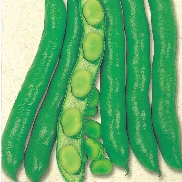 種 野菜たね マメ ソラマメ 讃岐長莢そら豆 1袋（30ml）