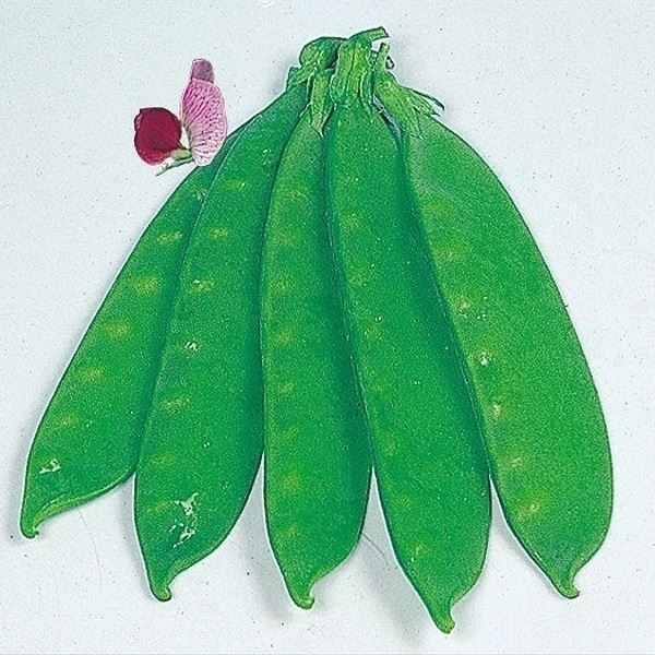 種 野菜たね マメ つるなし赤花絹莢 1袋（30ml）
