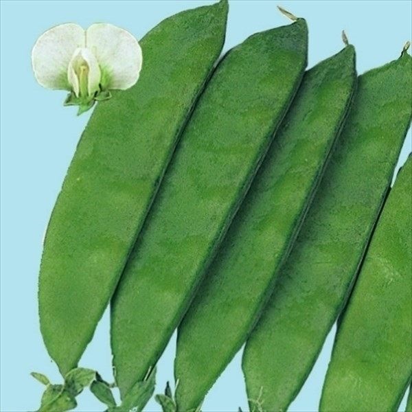 種 野菜たね マメ 白花絹さや豌豆 1袋（25ml）