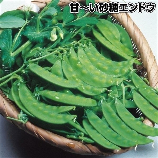 種 野菜たね マメ 極甘きぬさや 1袋（15ml）