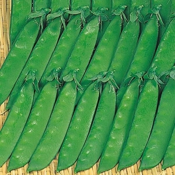 種 野菜たね マメ 改良三十日絹莢 1袋（25ml）