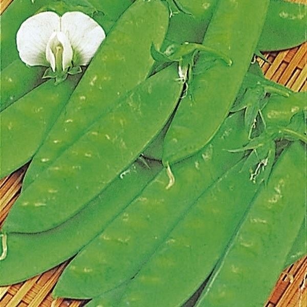 種 野菜たね マメ 兵庫絹莢 1袋（25ml）