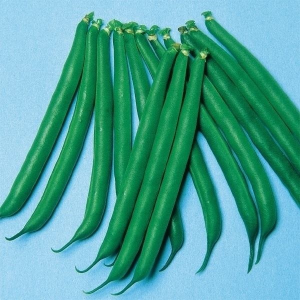 種 野菜たね マメ インゲン つるなしすじなし菜豆 1袋（30ml）