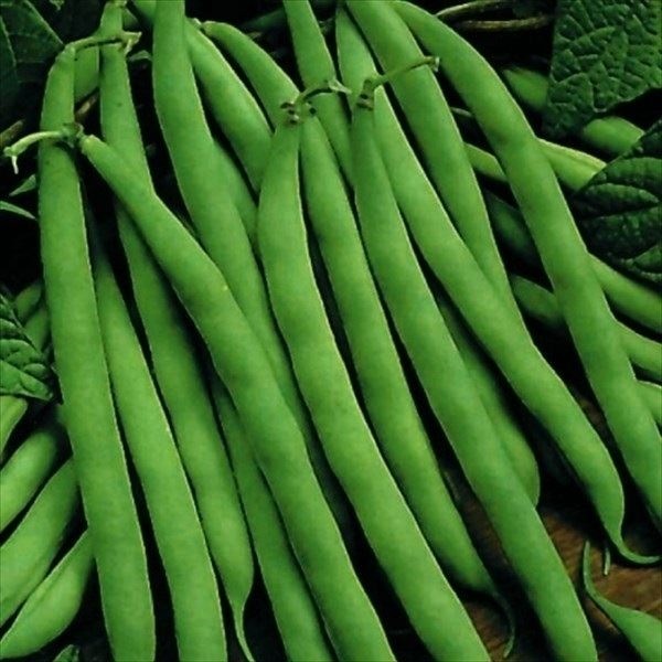 種 野菜たね マメ インゲン つるありすじなし菜豆 1袋（25ml）