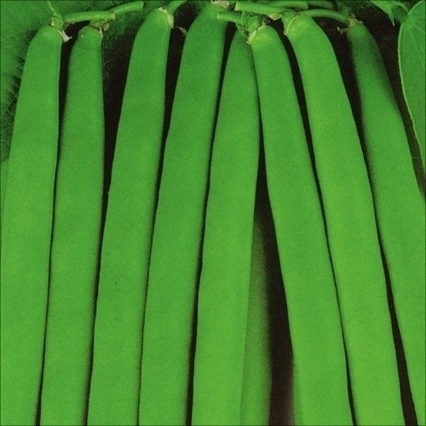 種 野菜たね マメ インゲン 早生つるなしインゲン 1袋（30ml）