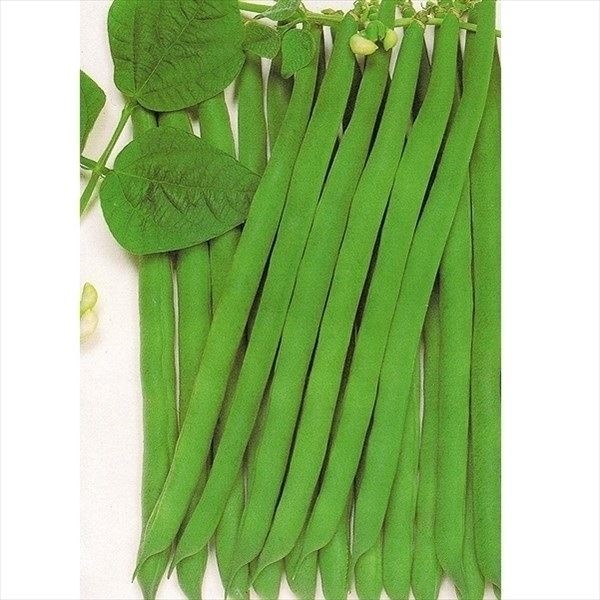 種 野菜たね マメ インゲン おとくなインゲン 1袋（25ml）